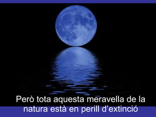 Però tota aquesta meravella de la natura està en perill d’extinció 