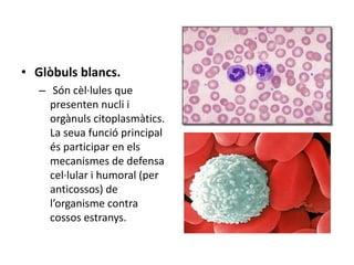 • Glòbuls blancs.
– Són cèl·lules que
presenten nucli i
orgànuls citoplasmàtics.
La seua funció principal
és participar en els
mecanismes de defensa
cel·lular i humoral (per
anticossos) de
l’organisme contra
cossos estranys.
 