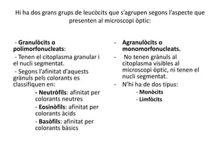 Hi ha dos grans grups de leucòcits que s’agrupen segons l’aspecte que
presenten al microscopi òptic:
- Granulòcits o
polimorfonucleats:
- Tenen el citoplasma granular i
el nucli segmentat.
- Segons l’afinitat d’aquests
grànuls pels colorants es
classifiquen en:
- Neutròfils: afinitat per
colorants neutres
- Eosinòfils: afinitat per
colorants àcids
- Basòfils: afinitat per
colorants bàsics
- Agranulòcits o
monomorfonucleats.
- No tenen grànuls al
citoplasma visibles al
microscopi òptic, ni tenen el
nucli segmentat.
- N’hi ha de dos tipus:
- Monòcits
- Limfòcits
 