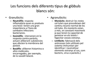 Les funcions dels diferents tipus de glòbuls
blancs són:
• Granulòcits:
– Neutrófils: resposta
inflamatòria quan es produeix
una lesió i tenen una gran
importància a l’hora de
combatre infeccions
bacterianes.
– Eosinòfils: intervenen en la
resposta contra paràsits,
actuen alliberant substàncies
que afecten la membrana del
paràsit.
– Basòfils: alliberen histamina o
altre molècules,
encarregades, per exemple,
de la vasodil·latació.
• Agranulòcits:
– Monòcits: destruir les restes
cel·lulars que procedeixen del
continu recanvi normal de les
cèl·lules. Els monòcits estan,
a més, en constant moviment
ja que tenen la capacitat de
penetrar en els teixits i
fagocitar cossos estranys.
– Limfòcits: fabricació dels
anticossos (són utilitzats pel
sistema immunitari per
identificar i neutralitzar
elements estranys al cos, com
bacteris, virus o paràsits.)
 