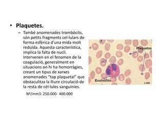 • Plaquetes.
– També anomenades trombòcits,
són petits fragments cel·lulars de
forma esfèrica d’una mida molt
reduïda. Aquesta característica,
implica la falta de nucli.
Intervenen en el fenomen de la
coagulació, generalment en
situacions on hi ha hemorràgies,
creant un tipus de xarxes
anomenades “tap plaquetal” que
obstaculitza la lliure circulació de
la resta de cèl·lules sanguínies.
Nº/mm3: 250.000- 400.000
 