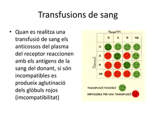 Transfusions de sang
• Quan es realitza una
transfusió de sang els
anticossos del plasma
del receptor reaccionen
amb els antígens de la
sang del donant, si són
incompatibles es
produeix aglutinació
dels glòbuls rojos
(imcompatibilitat)
 