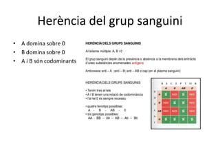 Herència del grup sanguini
• A domina sobre 0
• B domina sobre 0
• A i B són codominants
 
