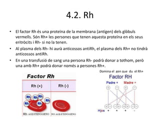 4.2. Rh
• El factor Rh és una proteïna de la membrana (antígen) dels glòbuls
vermells. Són Rh+ les persones que tenen aquesta proteïna en els seus
eritròcits i Rh- si no la tenen.
• Al plasma dels Rh- hi aurà anticossos antiRh, el plasma dels Rh+ no tindrà
anticossos antiRh.
• En una transfusió de sang una persona Rh- podrà donar a tothom, però
una amb Rh+ podrà donar només a persones Rh+.
Domina el gen que du el Rh+
 
