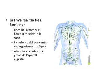 • La limfa realitza tres
funcions :
– Recollir i retornar el
líquid intersticial a la
sang
– La defensa del cos contra
els organismes patògens
– Absorbir els nutrients
grans de l'aparell
digestiu
 