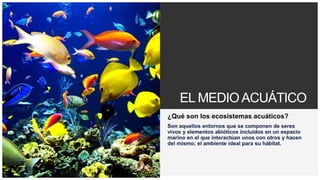 Votre logo ou nom ici
EL MEDIOACUÁTICO
 