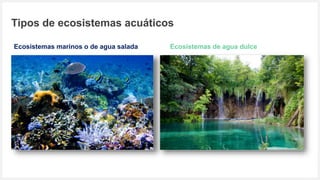 Votre logo ou nom ici
Tipos de ecosistemas acuáticos
Ecosistemas marinos o de agua salada Ecosistemas de agua dulce
 