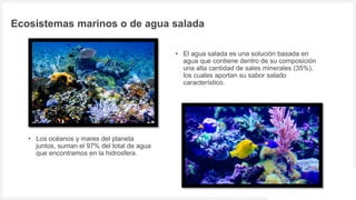 Votre logo ou nom ici
Ecosistemas marinos o de agua salada
5
• El agua salada es una solución basada en
agua que contiene dentro de su composición
una alta cantidad de sales minerales (35%),
los cuales aportan su sabor salado
característico.
• Los océanos y mares del planeta
juntos, suman el 97% del total de agua
que encontramos en la hidrosfera.
 