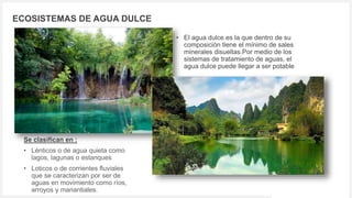 Votre logo ou nom ici
ECOSISTEMAS DE AGUA DULCE
• El agua dulce es la que dentro de su
composición tiene el mínimo de sales
minerales disueltas.Por medio de los
sistemas de tratamiento de aguas, el
agua dulce puede llegar a ser potable
Se clasifican en :
• Lénticos o de agua quieta como
lagos, lagunas o estanques
• Loticos o de corrientes fluviales
que se caracterizan por ser de
aguas en movimiento como ríos,
arroyos y manantiales.
 
