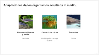 Votre logo ou nom ici
Adaptaciones de los organismos acuaticos al medio.
8
Pez cebra Pistia stratiotes o lechuga
de agua
Tiburon
Formas fusiformes
y aletas
Carencia de raices Branquias
 