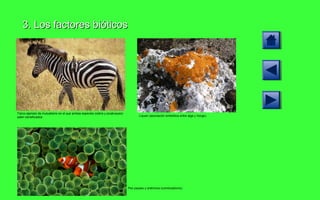 3. Los factores bióticos Típico ejemplo de mutualismo en el que ambas especies (cebra y picabueyes) salen beneficiados Líquen (asociación simbiótica entre alga y hongo) Pez payaso y anémona (comensalismo) 