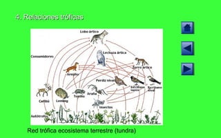 4. Relaciones tróficas Red trófica ecosistema terrestre (tundra) 
