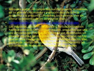 • Animales que ya no comparten nuestro planeta, el hombre,
  en su afán de crecimiento y evolución dejo de lado la
  respuesta a la pregunta, ¿Podemos los humanos vivir sin
  alterar la existencia de los otros seres vivos?
• Contaminación de las aguas por residuos industriales
• Las industrias, sinonimo de avance y civilización también
  hay que asociarlo con la contaminación, productos que una
  vez utilizados por fabricas de todo tipo son desechados sin
  proceso alguno a las margenes del rio mas cercano, no hay
  que ser muy inteligente para darse cuenta que efectos trae,
  pero es de inteligentes saber con mayor detenimiento las
  consecuencias reales de esta actitud de las grandes
  industrias.




21/07/2010               EL MEDIO AMBIENTE                  15
 