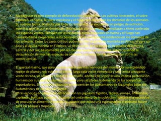 •   Madagascar es otro ejemplo de deforestación catastrófica. Los cultivos itinerantes, el sobre
    pastoreo, el hacha, la sierra mecánica y el fuego han diezmado los dominios de los animales.
    Su notable fauna, en particular la de los lemúridos, se encuentra en peligro de extinción,
    mientras que las zonas desérticas, desgastadas por la erosión, reemplazan a ritmo acelerado
    los espacios verdes. También en las restantes zonas tropicales en hacha y el fuego han
    causado daños irreparables a los bosques, con la consiguiente incidencia en los dominios de
    los animales. Entre los casos críticos podemos citar al gorila de montaña en África, al tigre en
    Asia y al águila monera en Filipinas. La destrucción de los bosques tropicales de América
    Central y del Sur, básicamente por las mismas causas ya señaladas, están causando la
    desaparición de muchas especies de animales. Las aves son las primeras en sufrir las
    consecuencias.

    El quetzal macho, que para muchos ese el ave mas hermosa del mundo por su espléndido
    ropaje de plumas rojo rubí en el pecho, larga cola verde esmeralda y una cresta arrogante
    verde dorada, ve cómo su hábitat es destruido, además de soportar una intensa persecución
    humana por sus bonitas plumas, así como para satisfacer la demanda de las compañías
    exportadoras. En la misma situación se encuentran los guacamayos de las junglas bajas de
    Sudamérica y de las islas del Caribe.
    Otras especies en peligro de extinción son los jaguares, tigrillos, tapires, monos, anacondas,
    capibaras, tortugas y pécaris. A causa del crecimiento de la población humana y la necesidad
    de procurarse alimento y vestido, no parece que exista una esperanza en el próximo futuro
    para los bosques tropicales.

•
21/07/2010                                EL MEDIO AMBIENTE                                        17
 