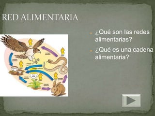 ● ¿Qué son las redes
alimentarias?
● ¿Qué es una cadena
alimentaria?
 