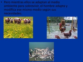 • Pero mientras ellos se adaptan al medio
  ambiente para sobrevivir, el hombre adapta y
  modifica ese mismo medio según sus
  necesidades.
 