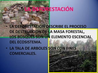 LA DEFORESTACIÓN
.
• LA DEFORESTACIÓN DESCRIBE EL PROCESO
  DE DESTRUCCION DE LA MASA FORESTAL,
  LOS BOSQUES SON UN ELEMENTO ESCENCIAL
  DEL ECOSISTEMA.
• LA TALA DE ARBOLES SON CON FINES
  COMERCIALES.
 