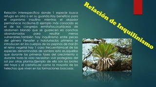 Relación interespecífica donde 1 especie busca
refugio en otra o en su guarida.Hay beneficio para
el organismo inquilino mientras el alojador
permanece incólume.El ejemplo más conocido es
el de los cangrejos ermitaños,crustáceos de
abdomen blando que se guarecen en conchas
abandonadas
para
resultar
menos
vulnerables.También hay inquilinismo entre peces
del género Fierasfer y holoturias:los primeros se
introducen en los cuerpos de los pepinos de mar.En
el reino vegetal hay 1 caso frecuentísimo,el de las
especies denominadas de sombra esto es,aquellas
que durante las primeras fases del crecimiento o
durante toda la vida necesitan vivir protegidas del
sol por otras plantas.Ejemplo de ello son los brotes
del haya y el castaño,así como la mayoría de los
helechos que viven en las formaciones boscosas.

 