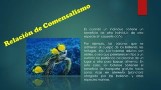 Es cuando un individuo obtiene un
beneficio de otro individuo de otra
especie sin causarle daño.

Por ejemplo, los balanos que se
adhieren al cuerpo de las ballenas, las
tortugas, etc. Los balanos adultos son
sésiles, o sea que permanecen fijos a un
sustrato no pudiendo desplazarse de un
lugar a otro para buscar alimento. En
este caso, los balanos obtienen el
beneficio de transporte gratuito hacia
zonas ricas en alimento (plancton)
otorgado por las ballenas y otras
especies marinas.

 