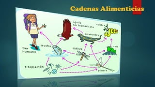 Cadenas Alimenticias

 