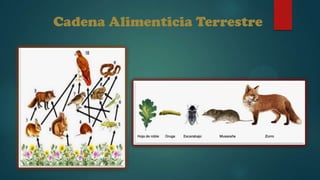 Cadena Alimenticia Terrestre

 