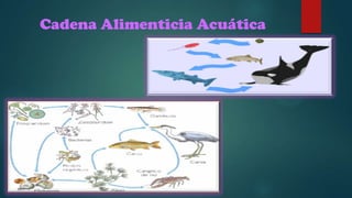 Cadena Alimenticia Acuática

 