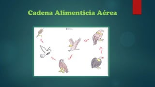 Cadena Alimenticia Aérea

 