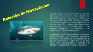Ocurre cuando un individuo de una especie
obtiene un beneficio de otro individuo de
diferente especie, y este a su vez obtiene un
beneficio del primero. La relación mutualista
no es obligada, lo cual la hace diferenciarse
de la simbiosis. El concepto mutualismo deriva
precisamente de la ayuda mutua que
pueden brindarse dos individuos que
pertenecen a diferentes especies.
El ejemplo clásico de mutualismo es el de los
peces cirujano y los tiburones. Los peces
cirujano se alimentan de los parásitos de la
piel de los tiburones y otros peces. En este
caso, el pez cirujano obtiene alimento y el
tiburón se ve libre de los molestos parásitos.

 