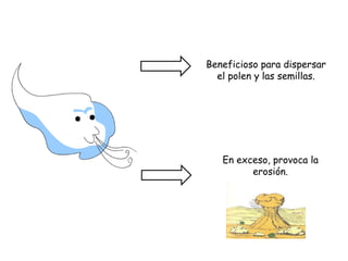Beneficioso para dispersar
el polen y las semillas.
En exceso, provoca la
erosión.