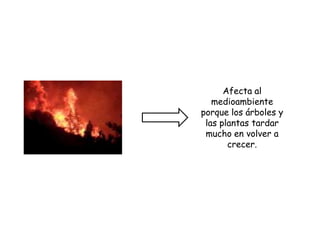 Afecta al
medioambiente
porque los árboles y
las plantas tardar
mucho en volver a
crecer.