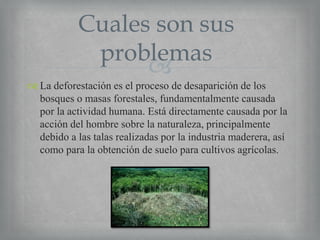 Cuales son sus
problemas

 La deforestación es el proceso de desaparición de los
bosques o masas forestales, fundamentalmente causada
por la actividad humana. Está directamente causada por la
acción del hombre sobre la naturaleza, principalmente
debido a las talas realizadas por la industria maderera, así
como para la obtención de suelo para cultivos agrícolas.

 