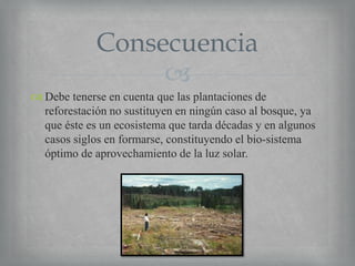 Consecuencia

 Debe tenerse en cuenta que las plantaciones de
reforestación no sustituyen en ningún caso al bosque, ya
que éste es un ecosistema que tarda décadas y en algunos
casos siglos en formarse, constituyendo el bio-sistema
óptimo de aprovechamiento de la luz solar.

 
