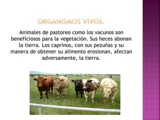 Animales de pastoreo como los vacunos son
beneficiosos para la vegetación. Sus heces abonan
la tierra. Los caprinos, con sus pezuñas y su
manera de obtener su alimento erosionan, afectan
adversamente, la tierra.
 