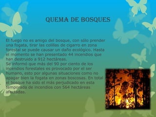 QUEMA DE BOSQUES
El fuego no es amigo del bosque, con sólo prender
una fogata, tirar las colillas de cigarro en zona
forestal se puede causar un daño ecológico. Hasta
el momento se han presentado 44 incendios que
han destruido a 912 hectáreas.
Se informó que más del 90 por ciento de los
incendios forestales es provocado por el ser
humano, esto por algunas situaciones como no
apagar bien la fogata en zonas boscosas. En total
el bosque ha sido el más perjudicado en esta
temporada de incendios con 564 hectáreas
afectadas.
 