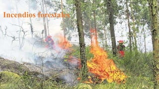 Incendios forestales