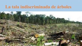 La tala indiscriminada de árboles