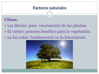 Factores naturales
Clima.
 Las lluvias: para crecimiento de las plantas.
 El viento: proceso benéfico para la vegetación.
 La luz solar: fundamental en la fotosíntesis.

 