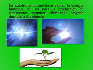 los autótrofos fotosintéticos captan la energía
luminosa del sol para la producción de
compuestos orgánicos eliminando oxigeno
durante la fotosíntesis.
 