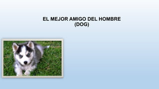 EL MEJOR AMIGO DEL HOMBRE
(DOG)
 