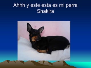 Ahhh y este esta es mi perra
Shakira
 