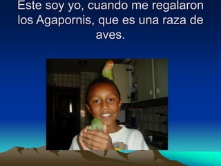 Este soy yo, cuando me regalaron
los Agapornis, que es una raza de
aves.
 