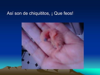 Así son de chiquititos, ¡ Que feos!
 