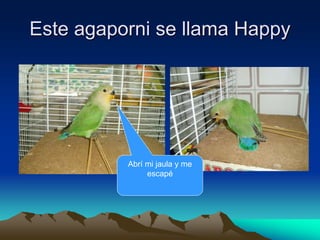 Este agaporni se llama Happy
Abrí mi jaula y me
escapé
 