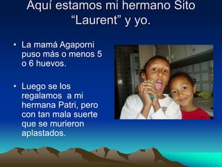 Aquí estamos mi hermano Sito
“Laurent” y yo.
• La mamá Agaporni
puso más o menos 5
o 6 huevos.
• Luego se los
regalamos a mi
hermana Patri, pero
con tan mala suerte
que se murieron
aplastados.
 