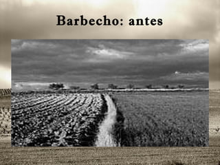 Barbecho: antes 