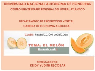 UNIVERSIDAD NACIONAL AUTONOMA DE HONDURAS
CENTRO UNIVERSITARIO REGIONAL DEL LITORAL ATLÁNTICO
DEPARTAMENTO DE PRODUCCION VEGETAL
CARRERA DE ECONOMIA AGRICOLA
CLASE : PRODUCCIÓN AGRÍCOLA
TEMA: EL MELÓN
( Cucumis melo)
PRESENTADO POR:
KEIDY YUDITH ESCOBAR
 