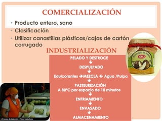 • Producto entero, sano
• Clasificación
• Utilizar canastillas plásticas/cajas de cartón
corrugado
COMERCIALIZACIÓN
INDUSTRIALIZACIÓN
 