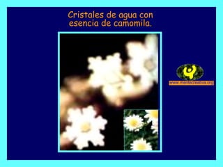 Cristales de agua con esencia de camomila. 
