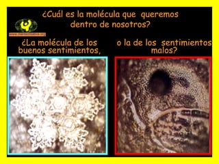 ¿Cuál es la molécula que  queremos dentro de nosotros? ¿La molécula de los buenos sentimientos, o la de los  sentimientos malos? 