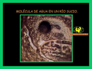 MOLÉCULA DE AGUA EN UN RÍO SUCIO. 
